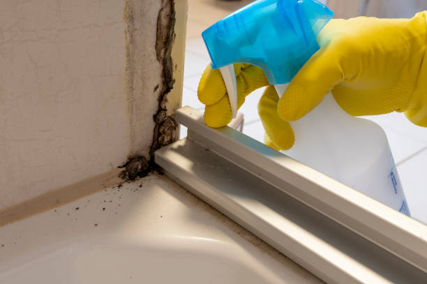 Best Biohazard Mold Removal  in Fish Hawk, FL